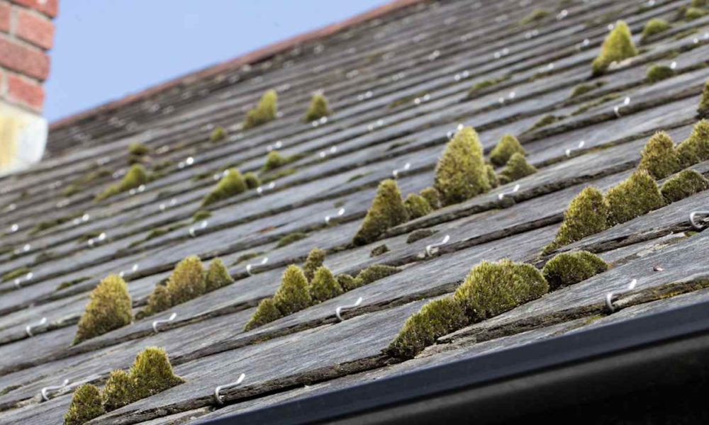 mossy roof